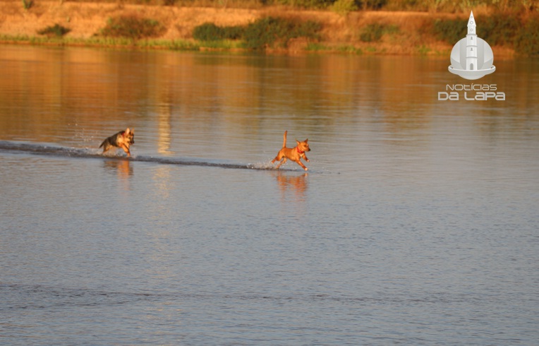 cachorros